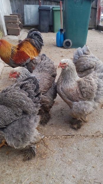  - 5 cocosi pab cu gaini hi si bso