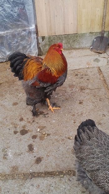  - 5 cocosi pab cu gaini hi si bso