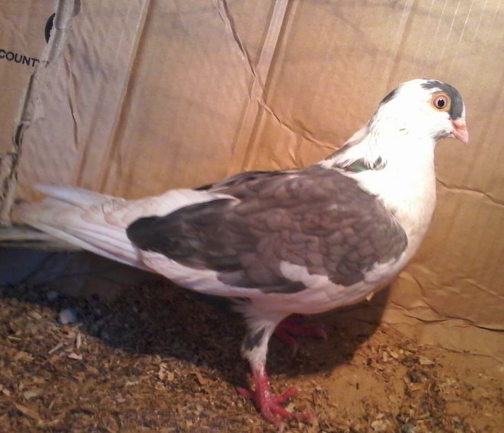 moriscar 2016 - Z-GALATENI CARE MI-AU APARTINUT