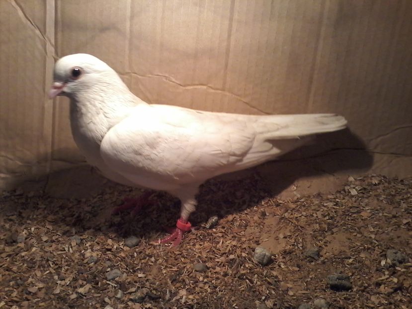 din roșii 2016 - Z-GALATENI CARE MI-AU APARTINUT