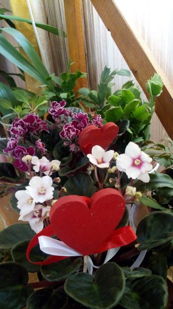  - Violete africane inflorite