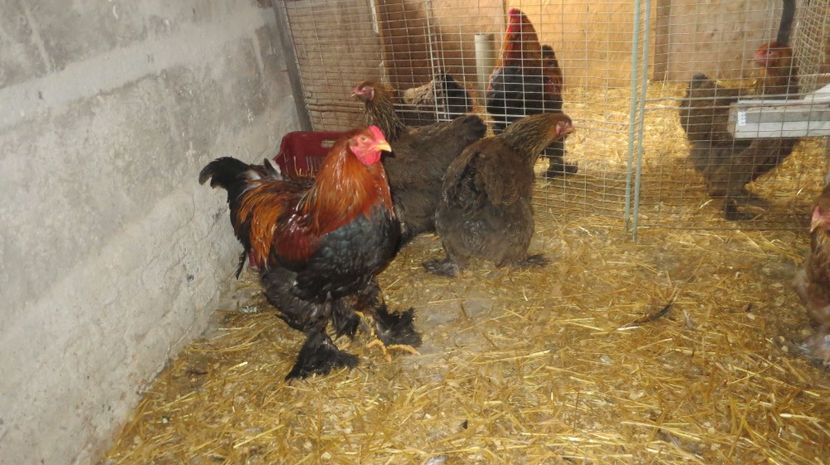  - brahma potarichiu_potarnichiu pe albastru