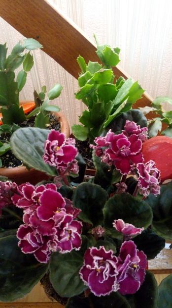  - Violete africane inflorite