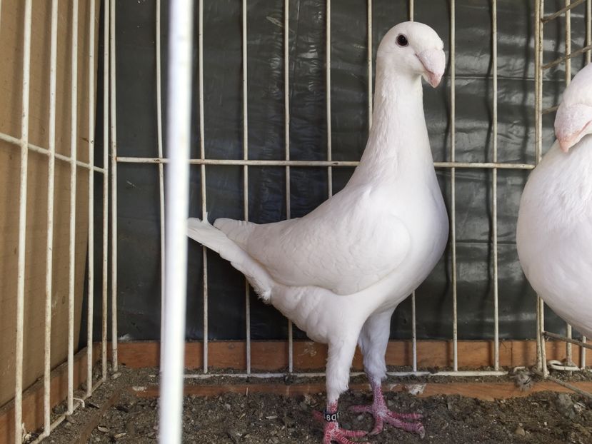 F-2016 D - Germani de frumusete Femele 2017