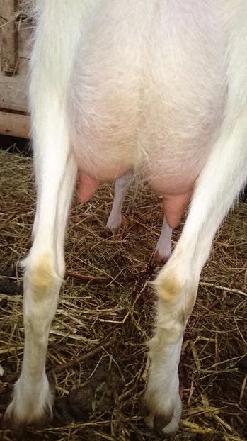 Mama lui Dorel - Incrucisari