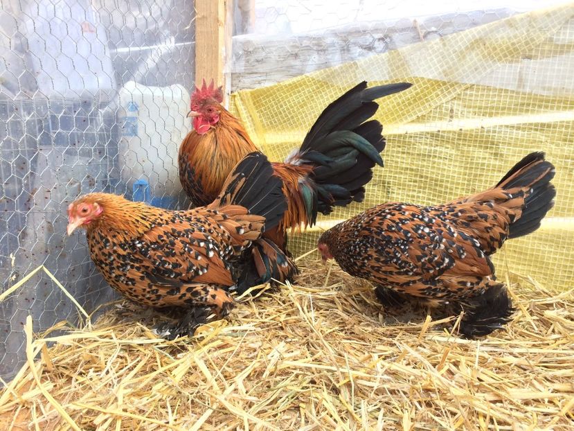  - Mii de flori auriu portelan