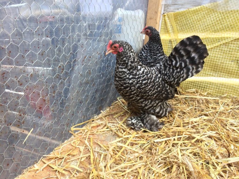  - Mii de flori barat