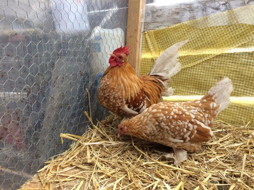  - Mii de flori galben alb