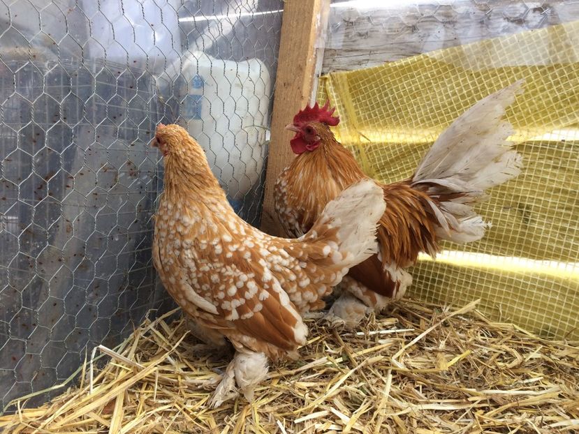  - Mii de flori galben alb