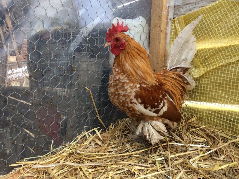  - Mii de flori galben alb