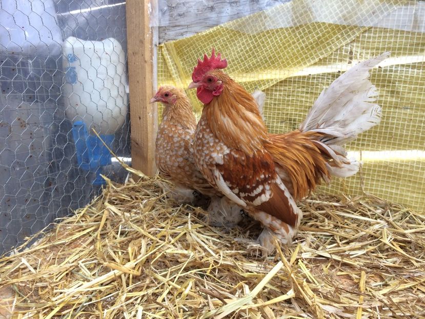  - Mii de flori galben alb