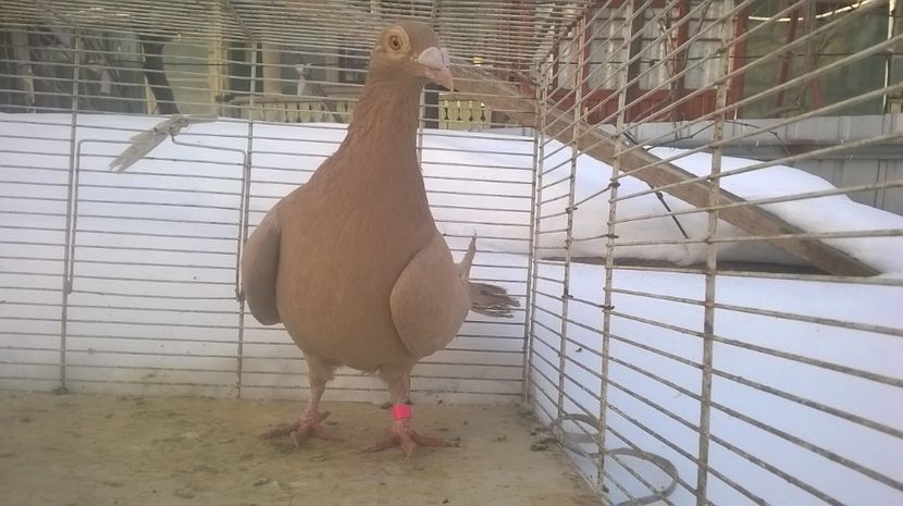 f. - voiajori galbeni