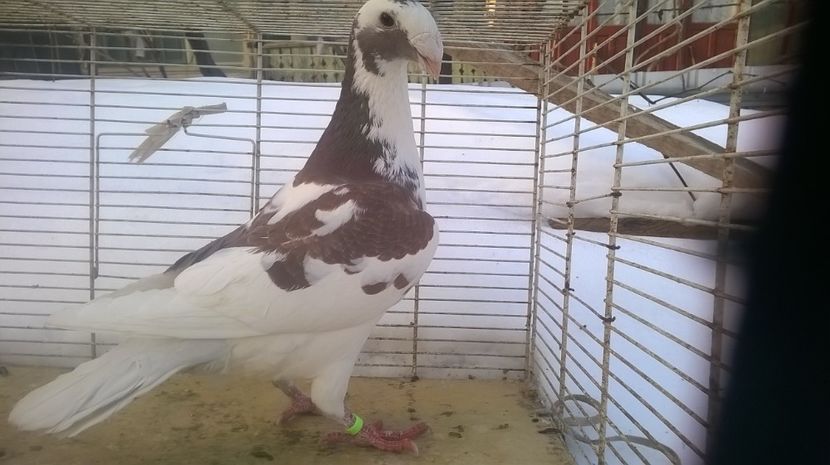  - Voiajori germani de frumusete