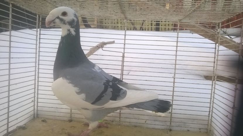  - Voiajori germani de frumusete