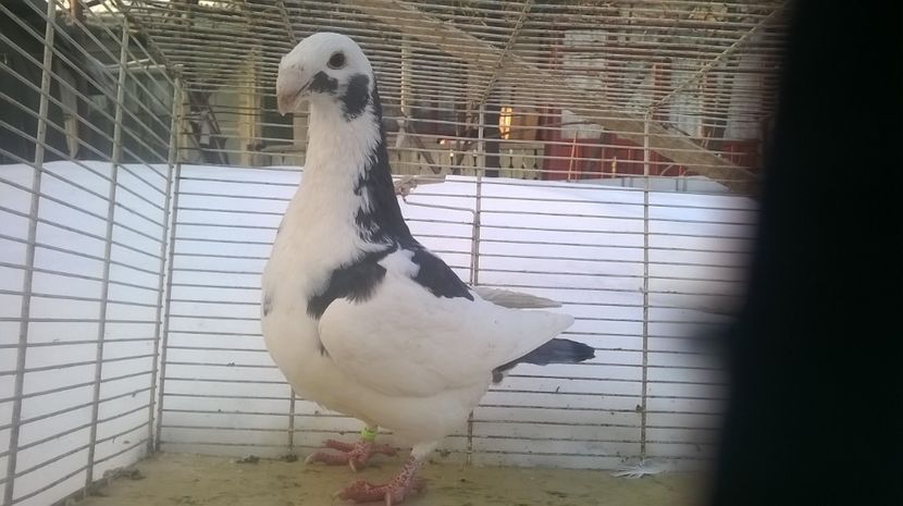  - Voiajori germani de frumusete