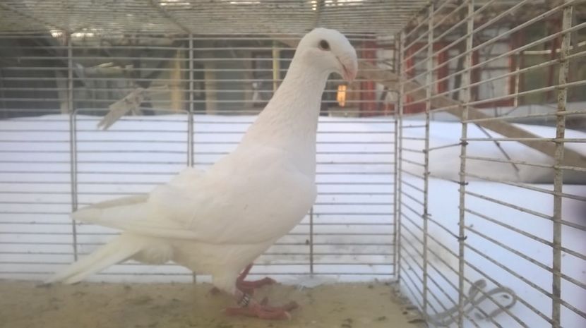  - Voiajori germani de frumusete