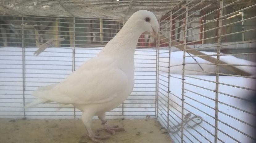 f - Voiajori germani de frumusete