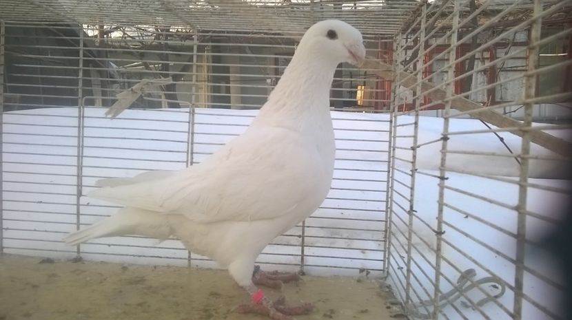  - Voiajori germani de frumusete