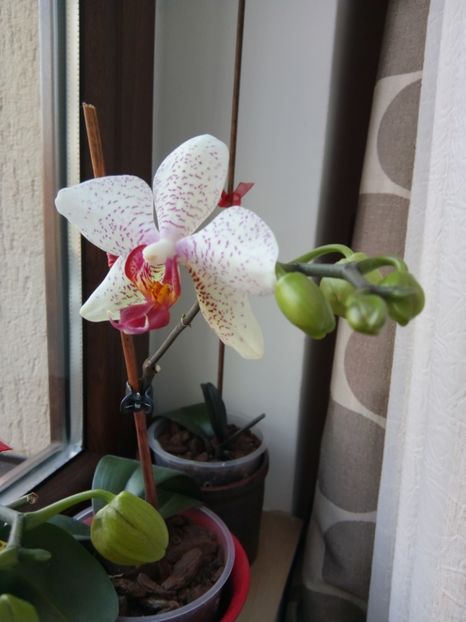 Febr. 2017 - florile mele dragi