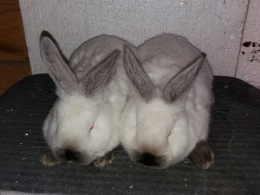  - Arhivă-Californieni