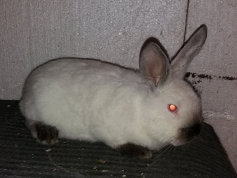  - Arhivă-Californieni