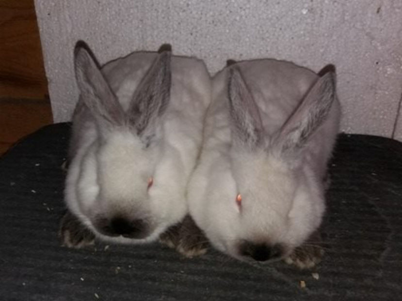  - Arhivă-Californieni