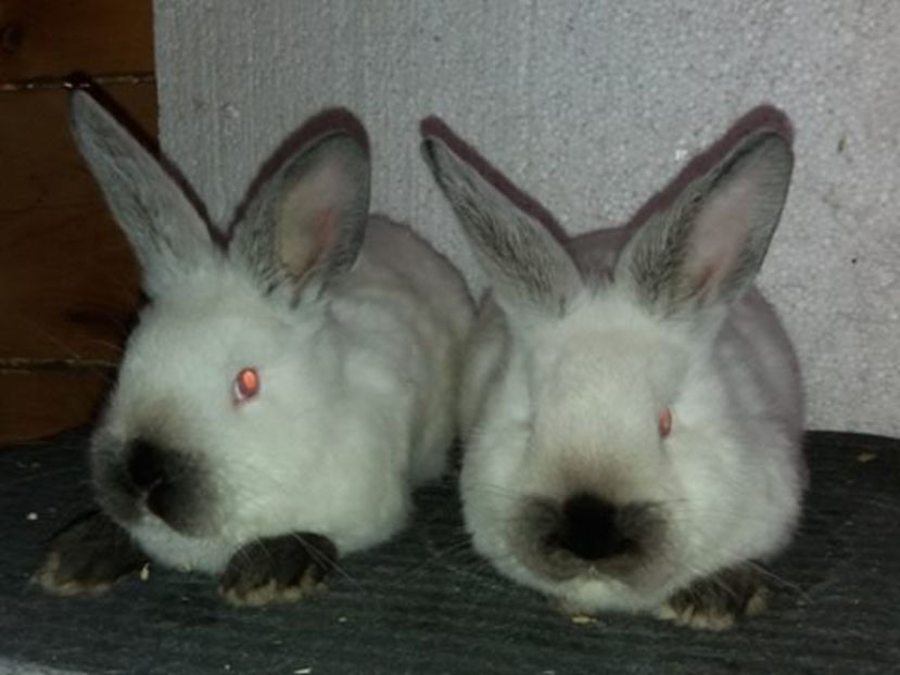  - Arhivă-Californieni