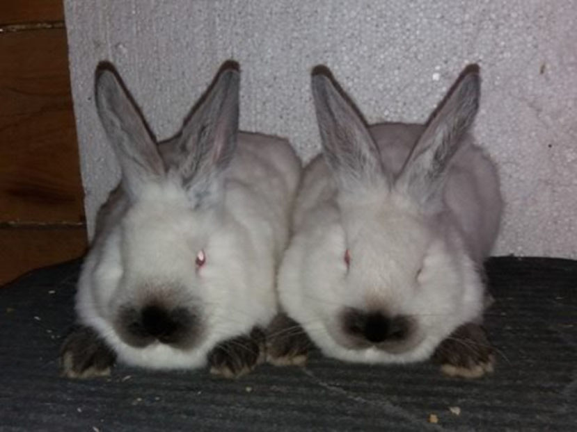  - Arhivă-Californieni