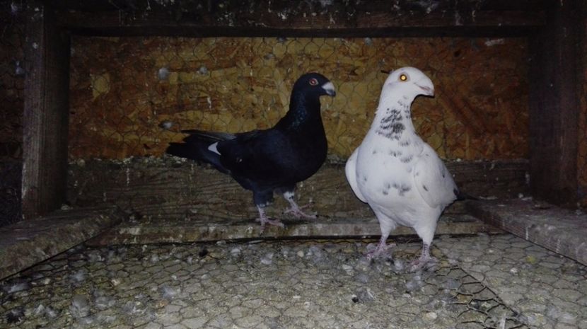 De vanzare 2017 - Poze porumbei 2017