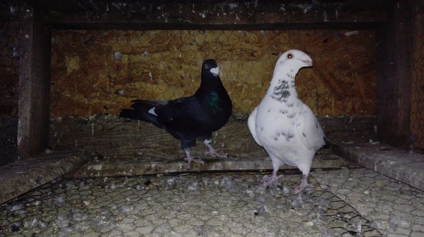  - Poze porumbei 2017