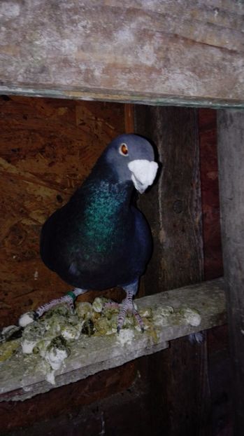  - Poze porumbei 2017