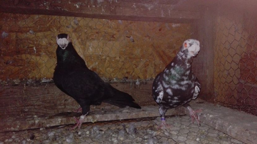  - Poze porumbei 2017