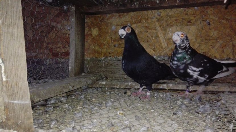  - Poze porumbei 2017