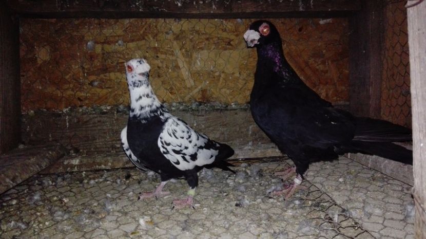  - Poze porumbei 2017