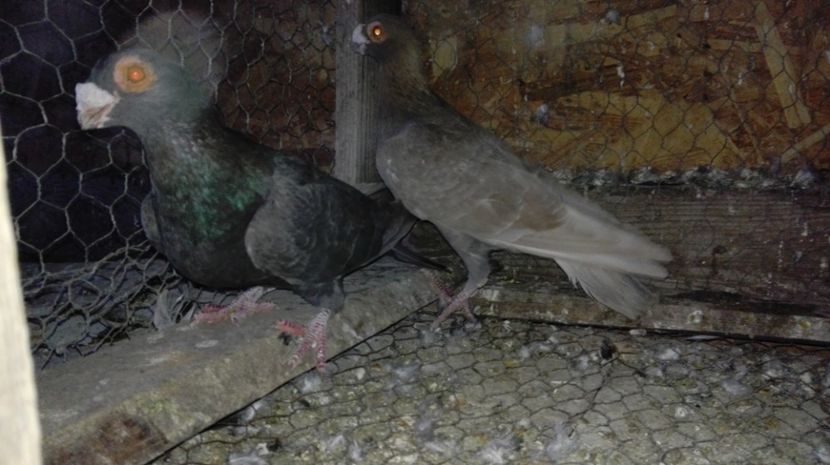  - Poze porumbei 2017