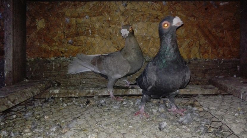 De vanzare 2017 - Poze porumbei 2017