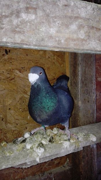  - Poze porumbei 2017