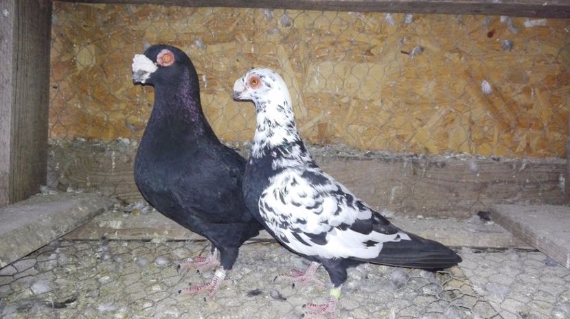  - Poze porumbei 2017