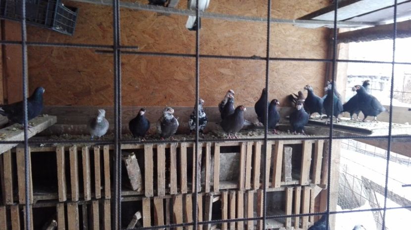  - Poze porumbei 2017