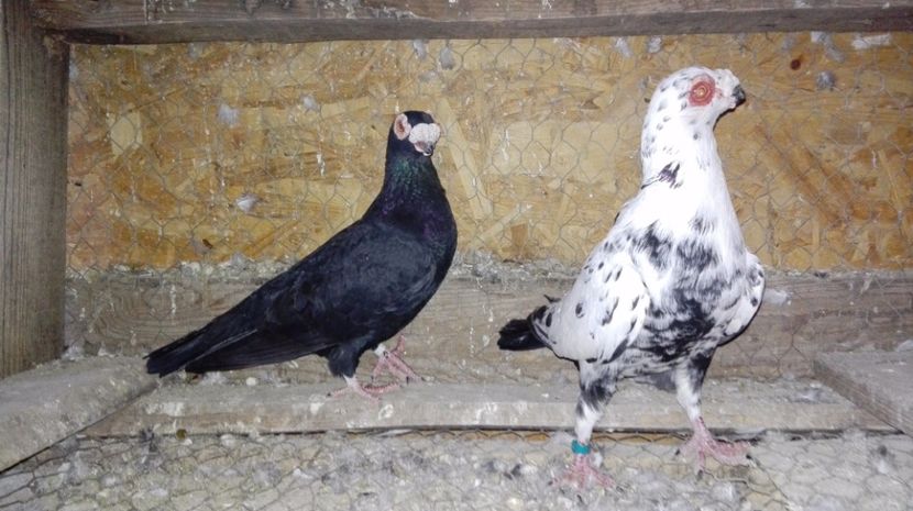  - Poze porumbei 2017