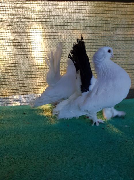 M Germania  inel BL167;2011; D10; pret 250 lei - au fost VANDUTI