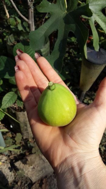 107759178_AZCGVNW - Gyutai