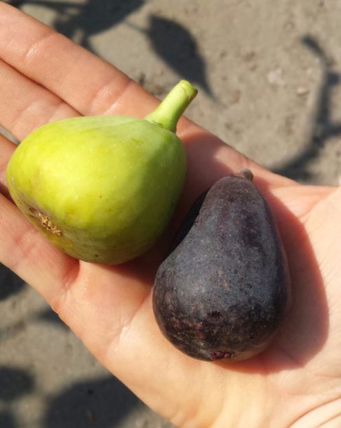 107759195_SVORXPW - Gyutai