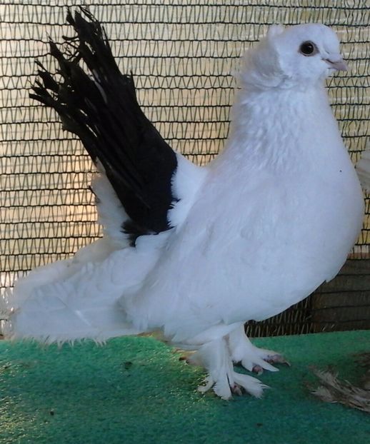 M Germania inel BL167;2011; D10; pret 250 lei - au fost VANDUTI