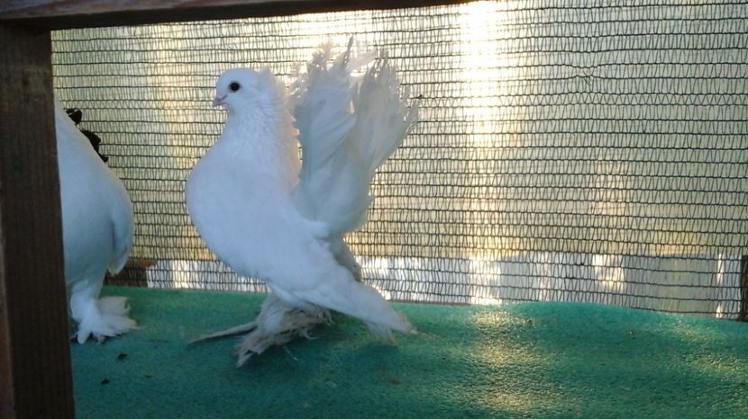 Mascul 5261, 2015, 125 lei - au fost VANDUTI