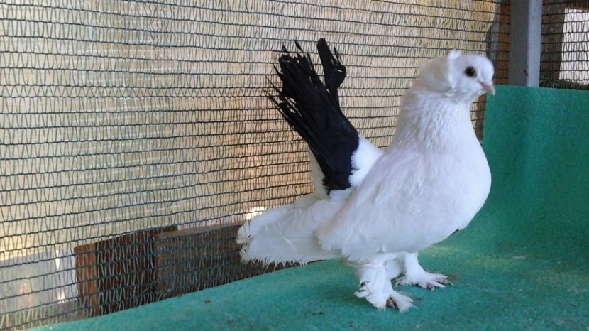 M Germania inel BL167;2011; D10; pret 250 lei - au fost VANDUTI