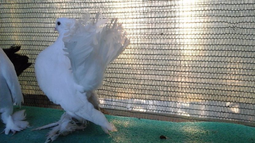 Mascul 5261, 2015, 125 lei - au fost VANDUTI