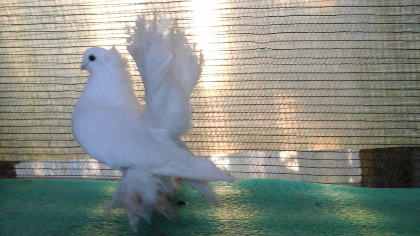 Mascul 5261, 2015, 125 lei - au fost VANDUTI