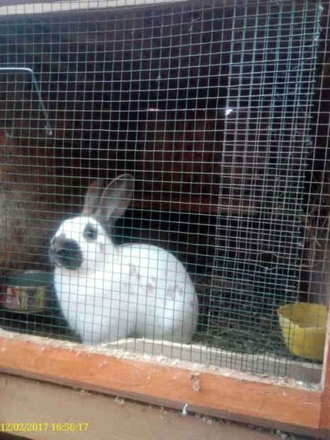  - rasa PESTRIT ENGLEZ