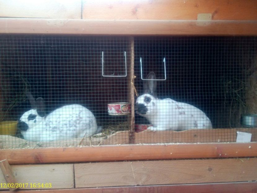  - rasa PESTRIT ENGLEZ